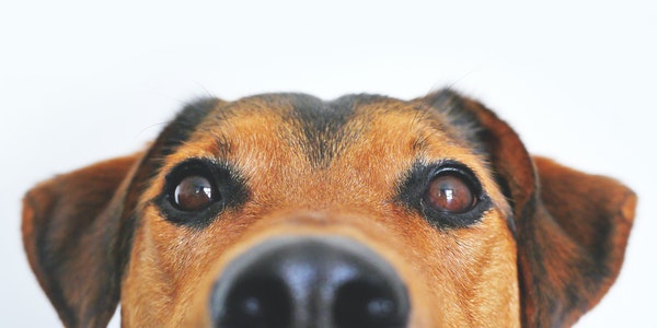 How to Start an Online Pet Supply Store?